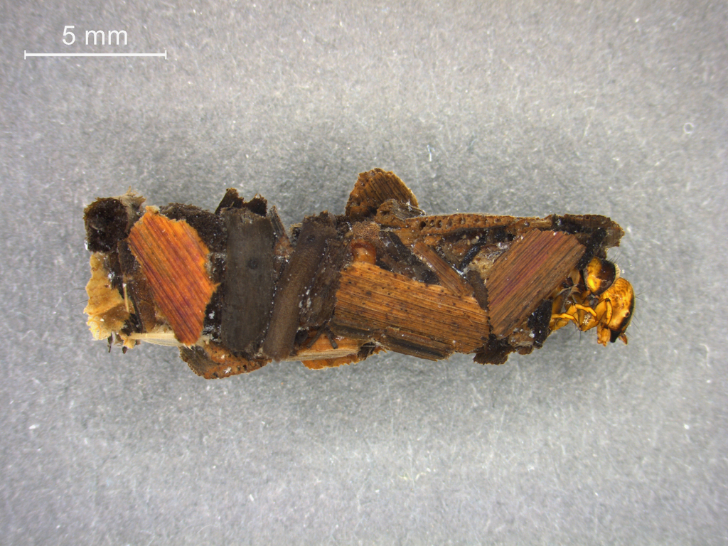 Limnephilus marmoratus